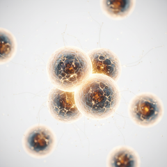 Repair & Regeneration